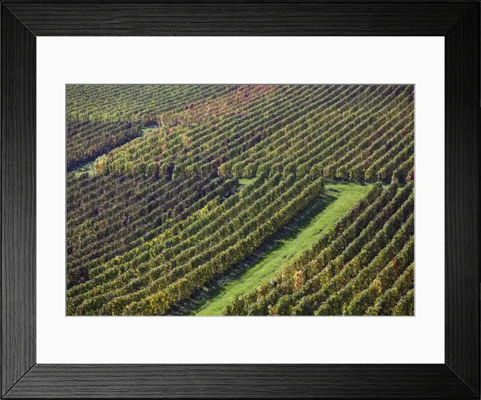 Framed Print : France, Marne, Champagne Region, Montvoisin, vineyards Framed Print : France, Marne, Champagne Region, Montvoisin, vineyards