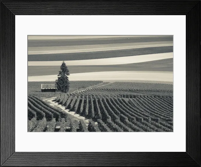 Framed Print : France, Marne, Champagne Region, Mont Aime, elevated view of vineyards and fields