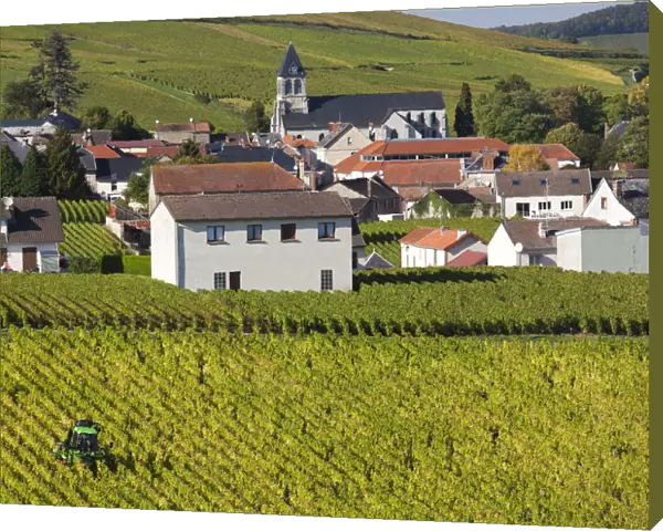 France, Marne, Champagne Region, Oger, town and vineyards, autumn