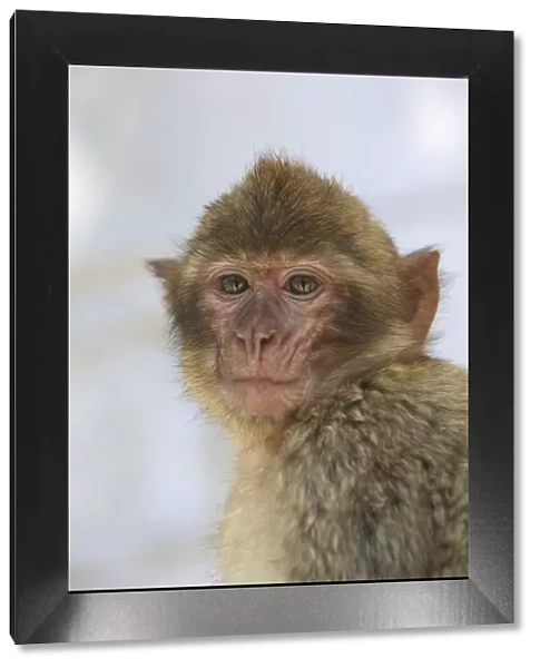 Barbary Macaque, Gibraltar, Cadiz Province