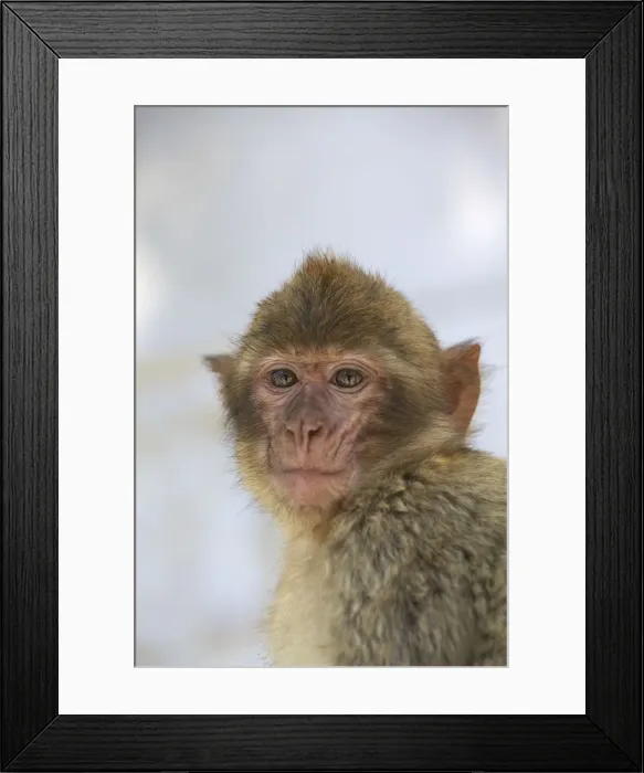 Framed Print : Barbary Macaque, Gibraltar, Cadiz Province Framed Print : Barbary Macaque, Gibraltar, Cadiz Province