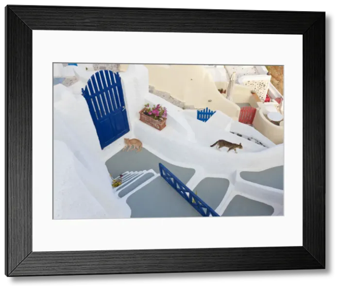 Framed Print : Cats, Oia, Santorini, Cyclades islands, Greece Framed Print : Cats, Oia, Santorini, Cyclades islands, Greece