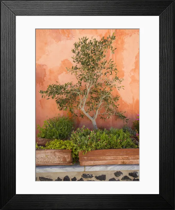 Framed Print : Olive tree against an ochre wall, Oia, Santorini (Thira), Cyclades Islands, Greece Framed Print : Olive tree against an ochre wall, Oia, Santorini (Thira), Cyclades Islands, Greece