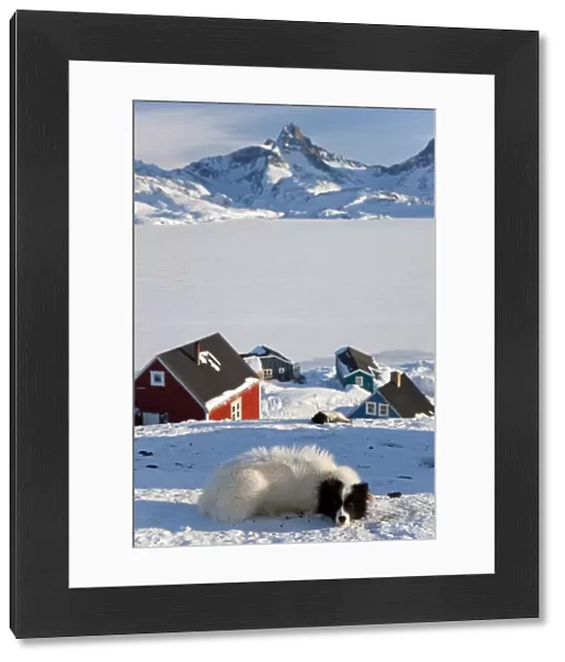 Huskies, Tasiilaq, Greenland, winter
