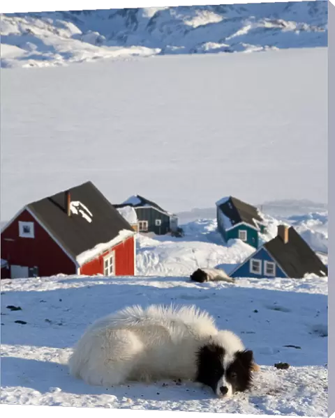 Huskies, Tasiilaq, Greenland, winter