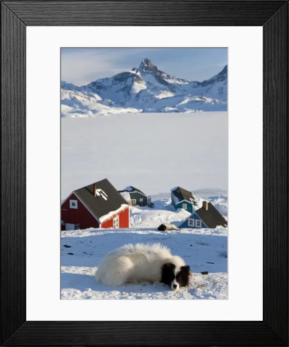 Framed Print : Huskies, Tasiilaq, Greenland, winter