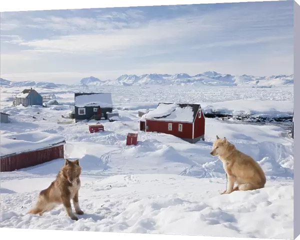 Huskies, Tiniteqilaq in winter, E. Greenland