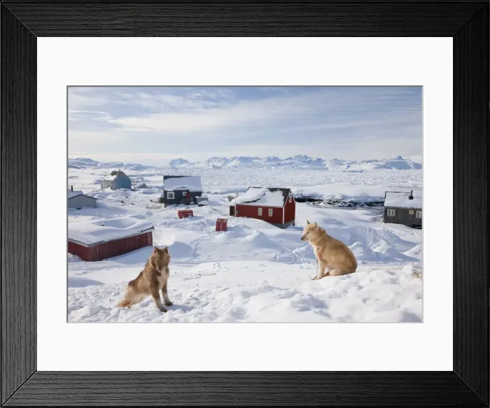 Framed Print : Huskies, Tiniteqilaq in winter, E. Greenland Framed Print : Huskies, Tiniteqilaq in winter, E. Greenland