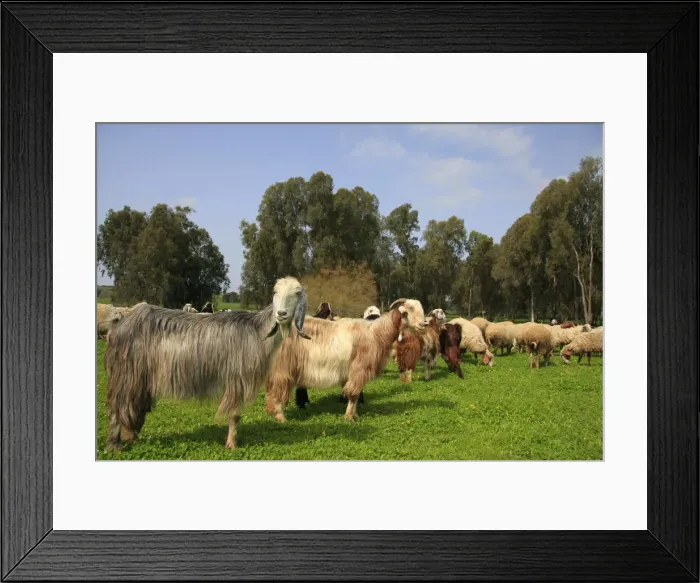 Framed Print : Israel, Sharon region, goats and sheep in Park Hasharon Framed Print : Israel, Sharon region, goats and sheep in Park Hasharon
