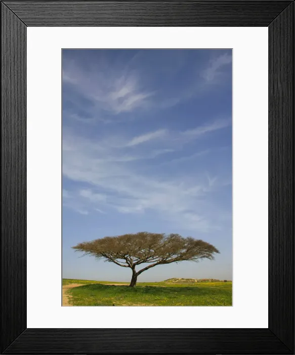 Framed Print : Israel, the northern Negev. Acacia Raddiana tree by Besor scenic road Framed Print : Israel, the northern Negev. Acacia Raddiana tree by Besor scenic road