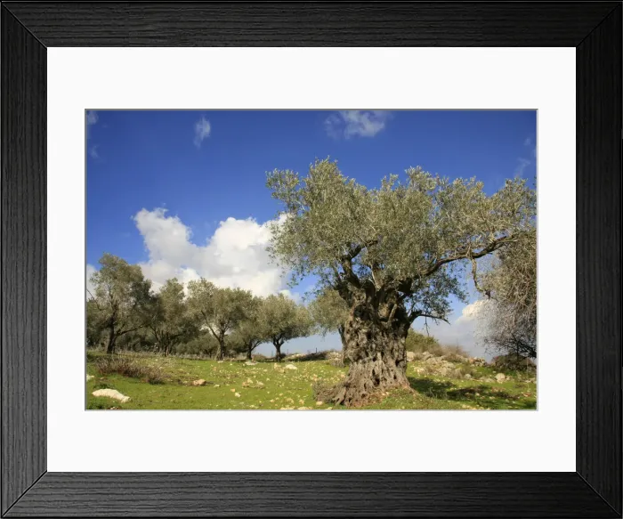 Framed Print : Israel, Mount Carmel, an Olive grove by Carmel Scenic Road Framed Print : Israel, Mount Carmel, an Olive grove by Carmel Scenic Road