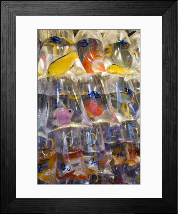 Framed Print : Asia, China, Hong Kong, Mongkok, Fish for sale in Tung Choi Street market Framed Print : Asia, China, Hong Kong, Mongkok, Fish for sale in Tung Choi Street market
