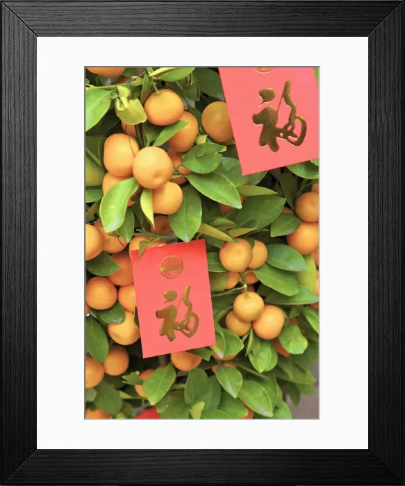 Framed Print : Chinese New Year Kumquat Trees With Lai See Red Envelopes, Hong Kong, Special Framed Print : Chinese New Year Kumquat Trees With Lai See Red Envelopes, Hong Kong, Special