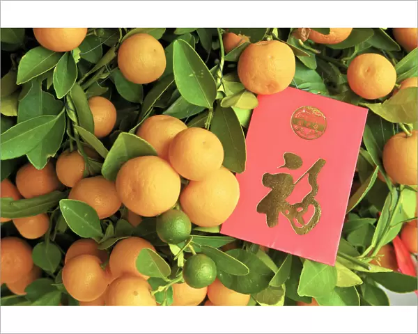 Chinese New Year Kumquat Trees With Lai See Red Envelopes, Hong Kong, Special