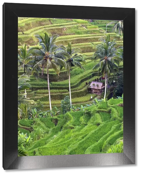 Indonesia, Bali, Ubud, Tegallalang  /  Ceking Rice Terraces