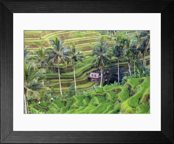 Framed Print : Indonesia, Bali, Ubud, Tegallalang / Ceking Rice Terraces Framed Print : Indonesia, Bali, Ubud, Tegallalang / Ceking Rice Terraces