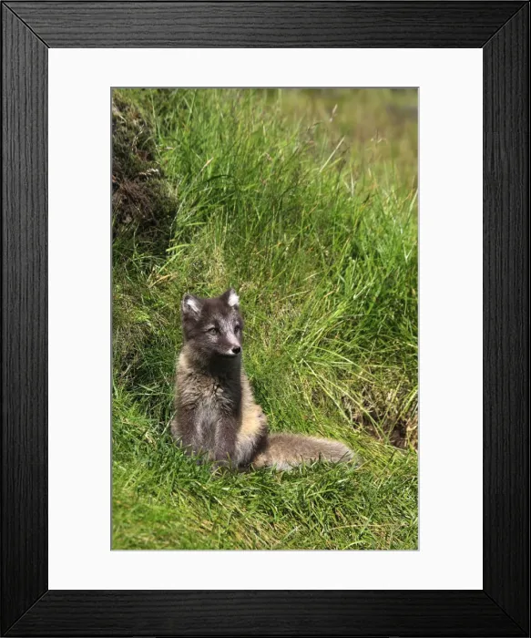 Framed Print : Arctic Fox cub (Alopex Lagopus), Landmannalaugar, Iceland