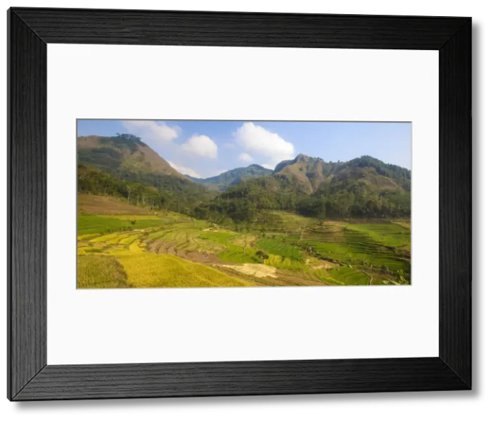 Framed Print : Indonesia, Java, Magelang, Rice paddies near Borobudur