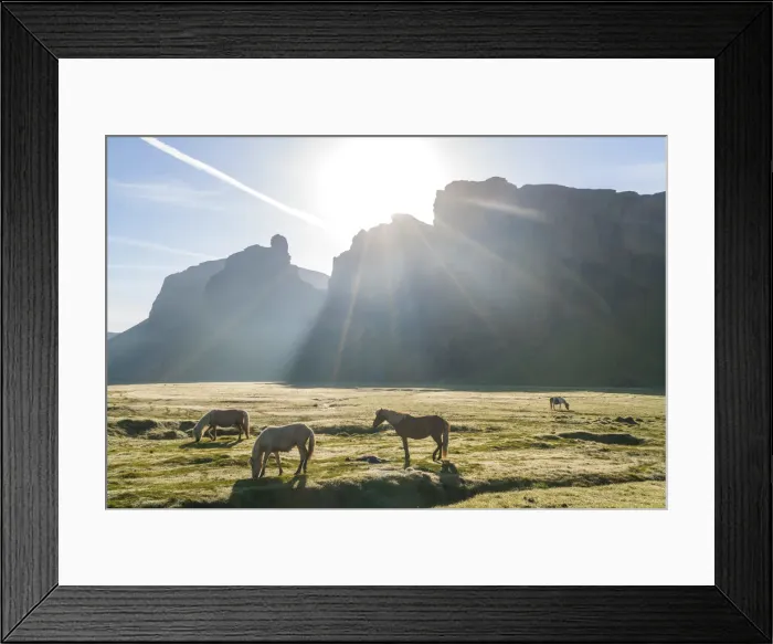 Framed Print : Icelandic horses at sunrise, Southern Iceland, Iceland Framed Print : Icelandic horses at sunrise, Southern Iceland, Iceland