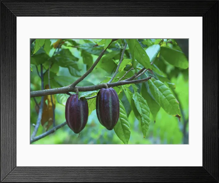 Framed Print : Cacao-beans (chocolate tree), Bali, Indonesia