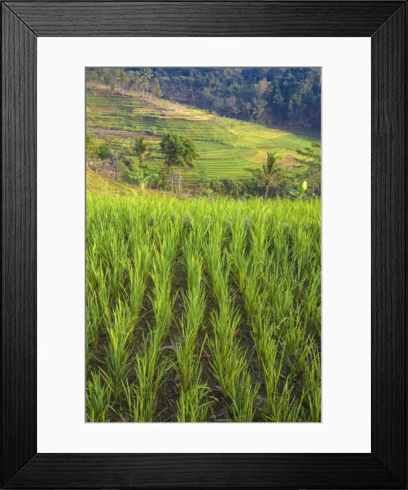 Framed Print : Indonesia, Java, Magelang, Rice paddies near Borobudur Framed Print : Indonesia, Java, Magelang, Rice paddies near Borobudur