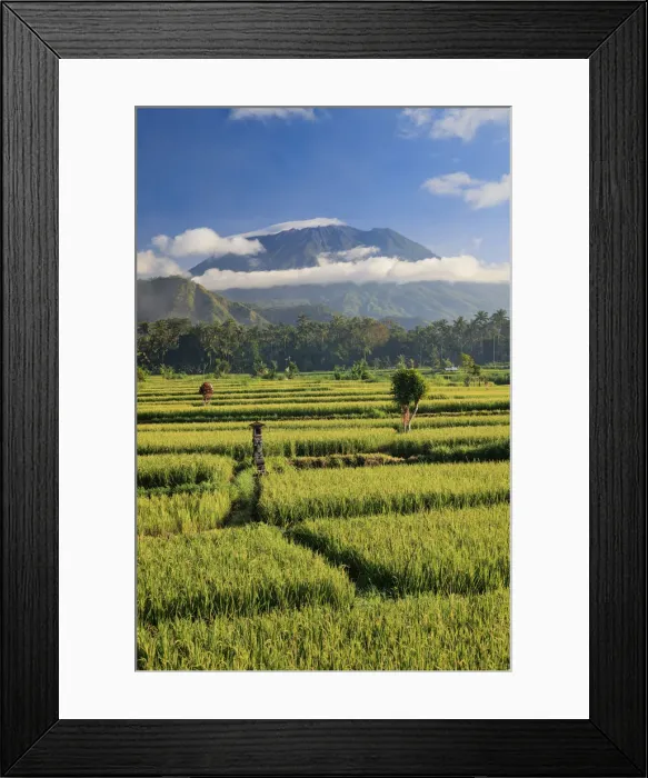 Framed Print : Indonesia, Bali, Rice Terraces and Gunung Agung Volcano Framed Print : Indonesia, Bali, Rice Terraces and Gunung Agung Volcano