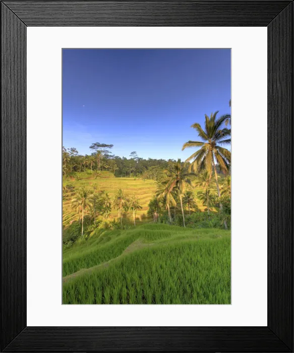 Framed Print : Indonesia, Bali, Ubud, Tegallalang  /  Ceking Rice Terraces