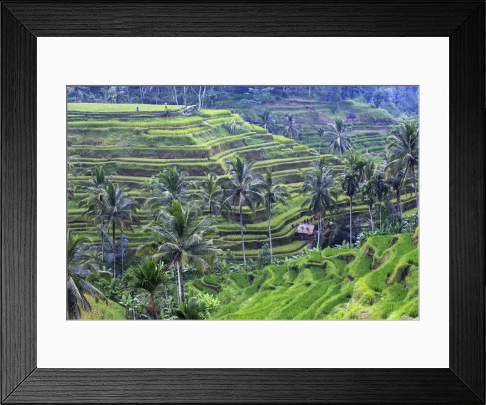 Framed Print : Indonesia, Bali, Ubud, Tegallalang / Ceking Rice Terraces Framed Print : Indonesia, Bali, Ubud, Tegallalang / Ceking Rice Terraces