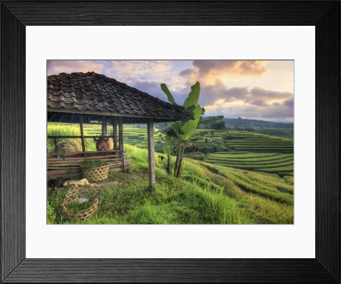 Framed Print : Indonesia, Bali, Jatiluwih Rice Terraces Framed Print : Indonesia, Bali, Jatiluwih Rice Terraces