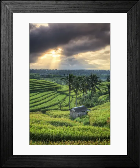 Framed Print : Indonesia, Bali, Jatiluwih Rice Terraces