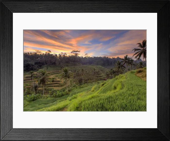 Framed Print : Indonesia, Bali, Ubud, Ceking Rice Terraces Framed Print : Indonesia, Bali, Ubud, Ceking Rice Terraces