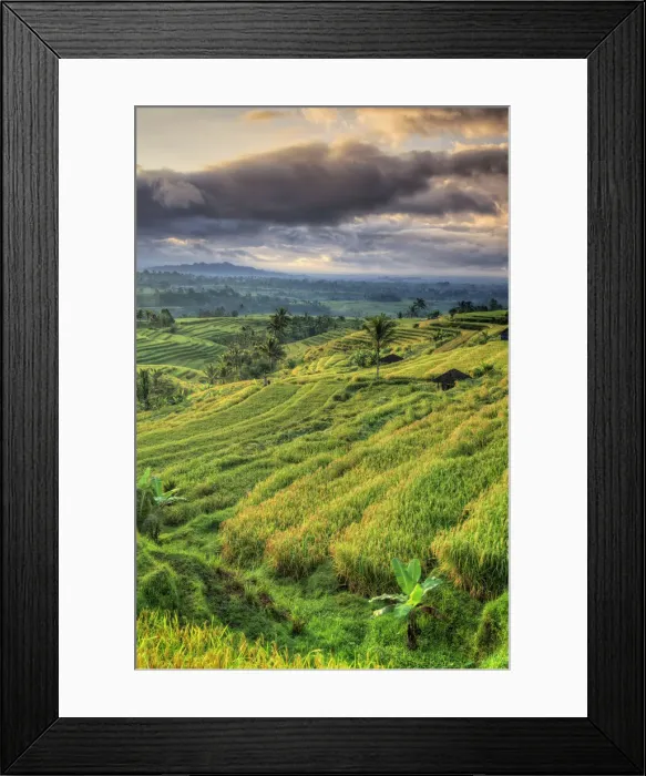 Framed Print : Indonesia, Bali, Jatiluwih Rice Terraces Framed Print : Indonesia, Bali, Jatiluwih Rice Terraces