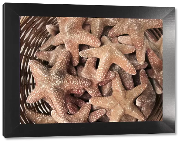 A basket of Starfishes, Rethymnon Old Town, Crete, Greece