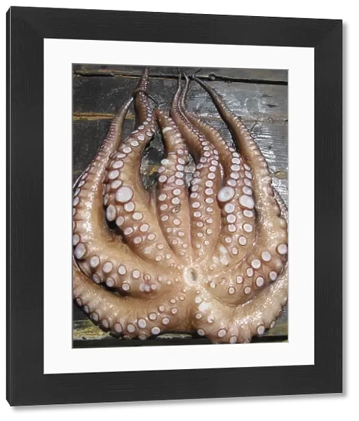 Freshly caught Octopus, Chora Sfakia, South Crete, Greece