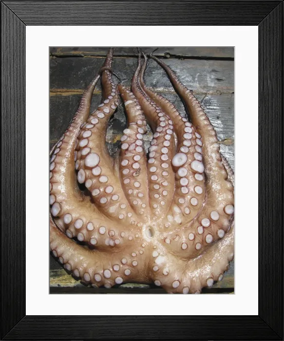 Framed Print : Freshly caught Octopus, Chora Sfakia, South Crete, Greece Framed Print : Freshly caught Octopus, Chora Sfakia, South Crete, Greece