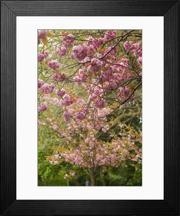 Framed Print : Ireland, Dublin, St. Stephens Green, spring blooms
