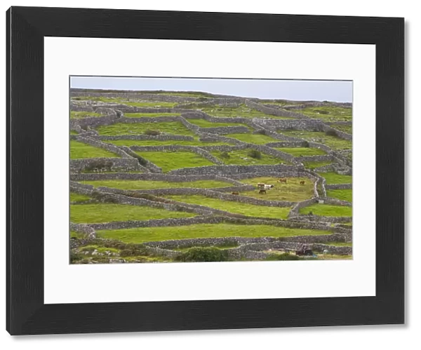Dry Stone Walls, Inisheer, Aran Islands, Co. Galway, Ireland
