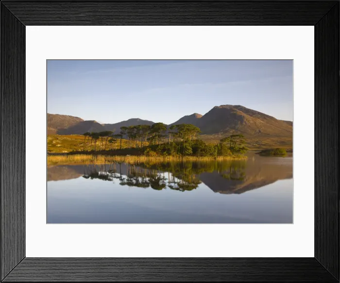 Framed Print : Pine Island, Connemara National Park, Connemara, Co. Galway, Ireland Framed Print : Pine Island, Connemara National Park, Connemara, Co. Galway, Ireland