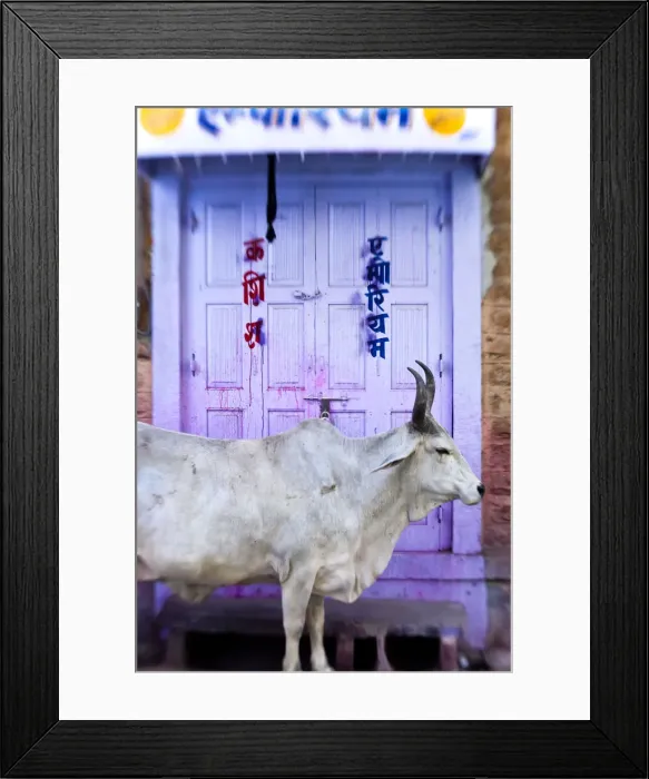 Framed Print : Cow in doorway, Jodhpur, Rajasthan, India Framed Print : Cow in doorway, Jodhpur, Rajasthan, India