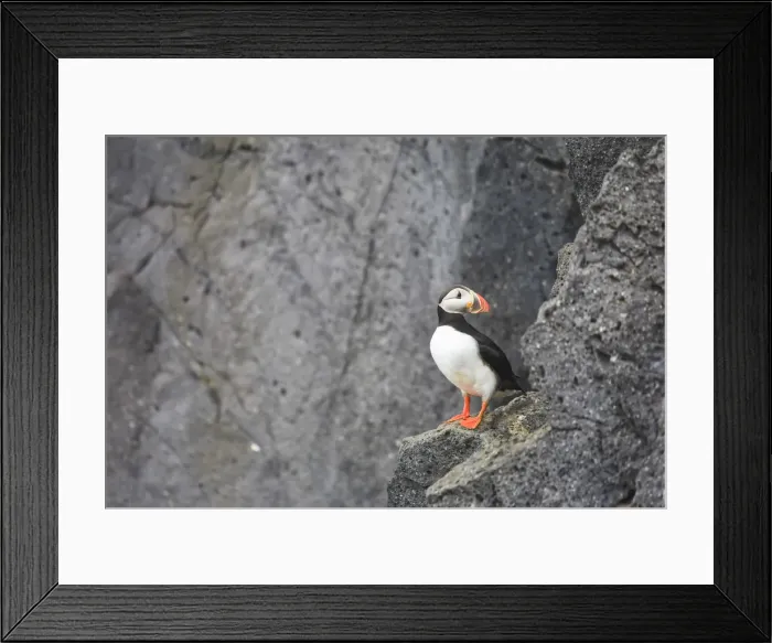 Framed Print : Puffin (Fratercula Arctica), Heimaey Island, South Iceland Framed Print : Puffin (Fratercula Arctica), Heimaey Island, South Iceland