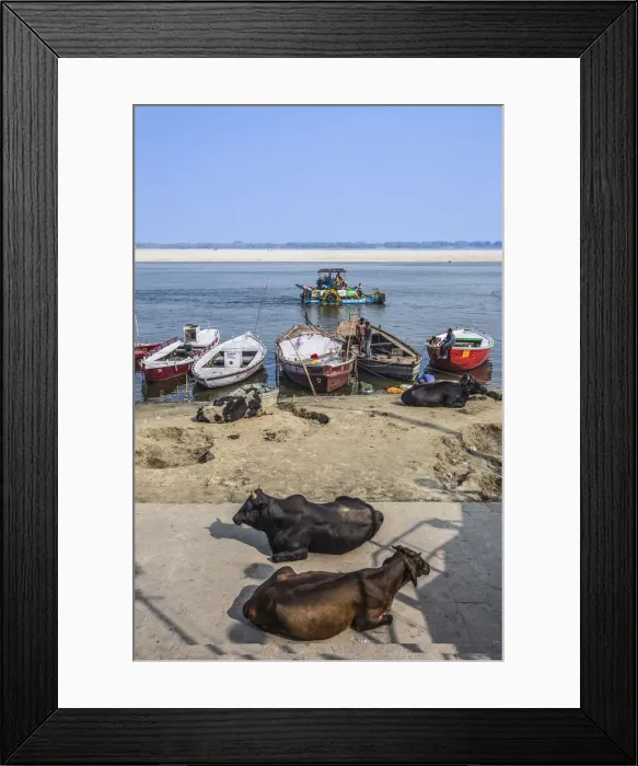 Framed Print : India, Uttar Pradesh, Varanasi, Cows sittingon banks of Ganges River Framed Print : India, Uttar Pradesh, Varanasi, Cows sittingon banks of Ganges River
