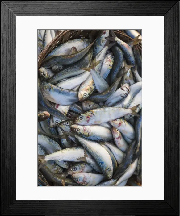 Framed Print : India, Goa, Colva beach Framed Print : India, Goa, Colva beach