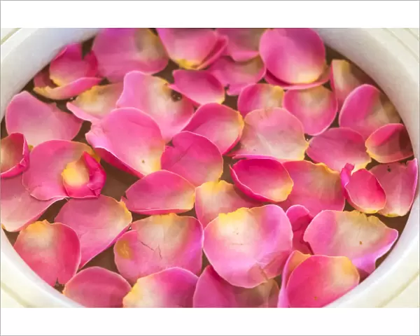 Bowl of rose petals, Mumbai, India