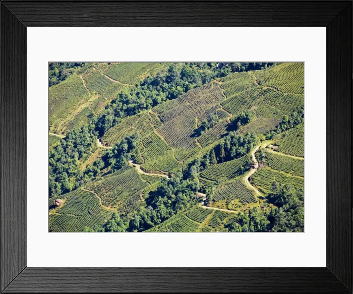 Framed Print : India, West Bengal, Darjeeling, Road winding through tea estate Framed Print : India, West Bengal, Darjeeling, Road winding through tea estate