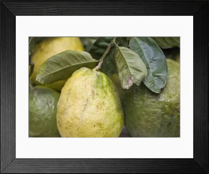 Framed Print : India, West Bengal, Darjeeling, Market, Guavas