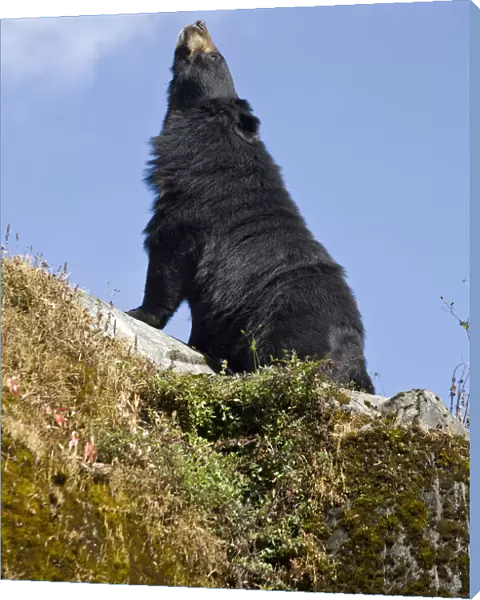 India, West Bengal, Darjeeling, Himalayan black bear