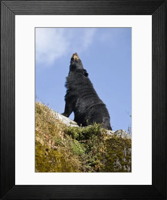 Framed Print : India, West Bengal, Darjeeling, Himalayan black bear Framed Print : India, West Bengal, Darjeeling, Himalayan black bear