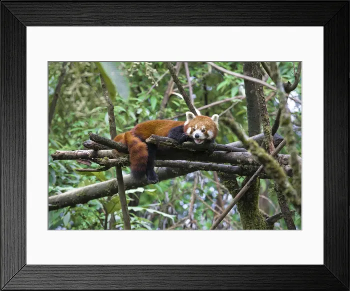 Framed Print : India, West Bengal, Darjeeling, Red panda Framed Print : India, West Bengal, Darjeeling, Red panda