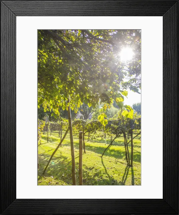 Framed Print : Gardens of the Bauer Palladio hotel, Guidecca, Venice, Itlay Framed Print : Gardens of the Bauer Palladio hotel, Guidecca, Venice, Itlay
