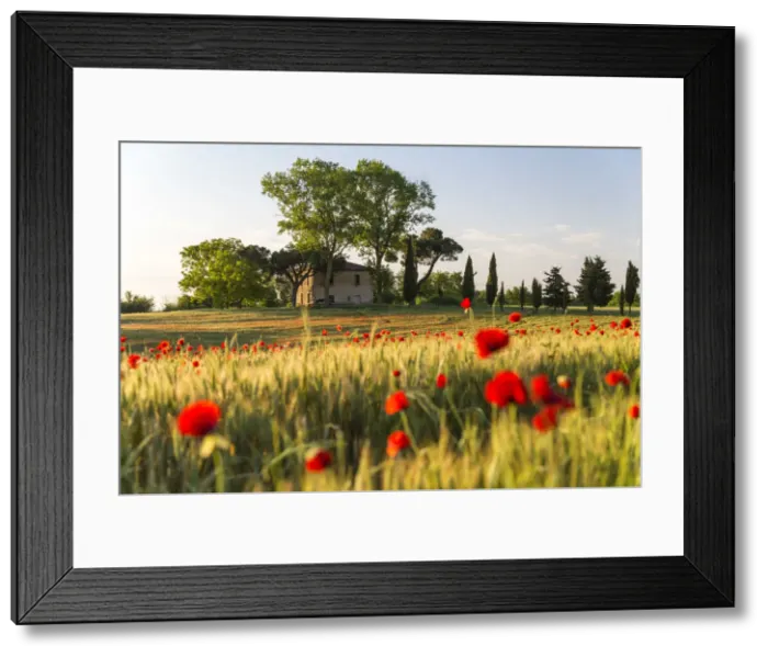 Framed Print : Field of poppies and old abandoned farmhouse, Tuscany, Italy